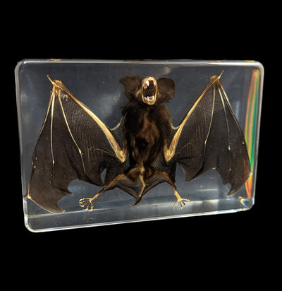 Bat in Acrylic-Taxidermy-Real Insect Company-PaxtonGate