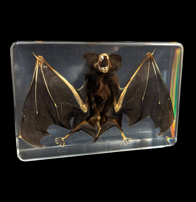 Bat in Acrylic-Taxidermy-Real Insect Company-PaxtonGate