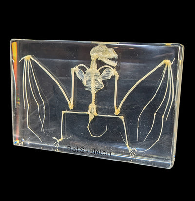 Bat Skeleton in Acrylic-Skulls & Bones-Real Insect Company-PaxtonGate