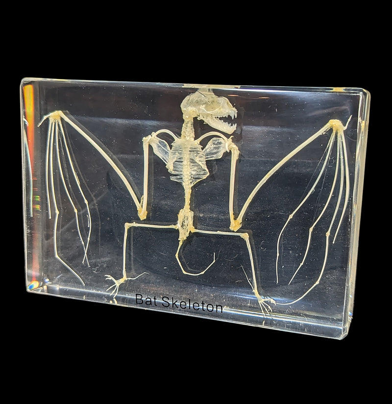 Bat Skeleton in Acrylic-Skulls & Bones-Real Insect Company-PaxtonGate
