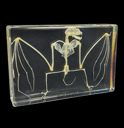 Bat Skeleton in Acrylic-Skulls & Bones-Real Insect Company-PaxtonGate