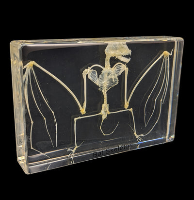 Bat Skeleton in Acrylic-Skulls & Bones-Real Insect Company-PaxtonGate