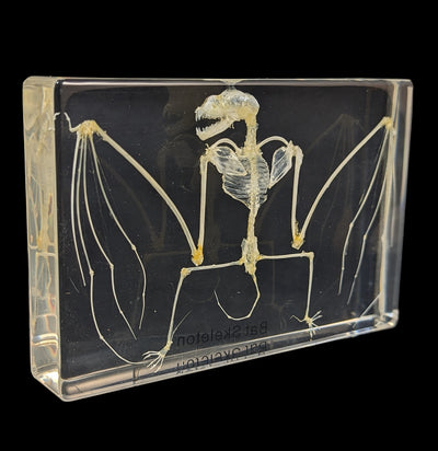 Bat Skeleton in Acrylic-Skulls & Bones-Real Insect Company-PaxtonGate