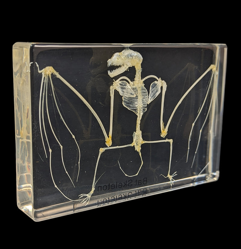 Bat Skeleton in Acrylic-Skulls & Bones-Real Insect Company-PaxtonGate