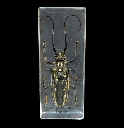 Long Horn Beetle in Acrylic-Insects-Real Insect Company-PaxtonGate