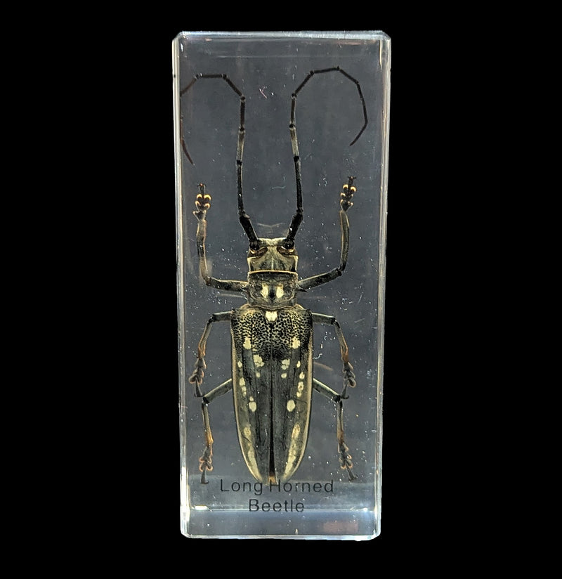 Long Horn Beetle in Acrylic-Insects-Real Insect Company-PaxtonGate