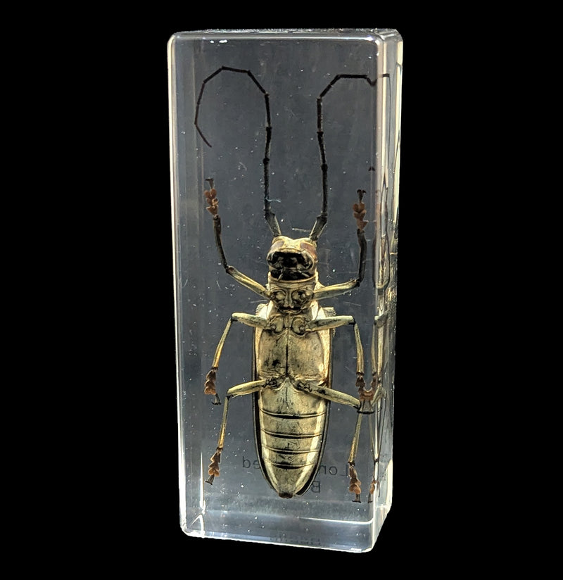 Long Horn Beetle in Acrylic-Insects-Real Insect Company-PaxtonGate