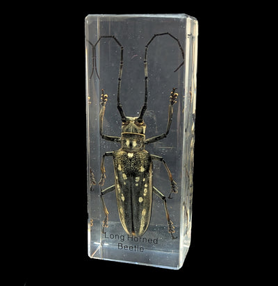 Long Horn Beetle in Acrylic-Insects-Real Insect Company-PaxtonGate