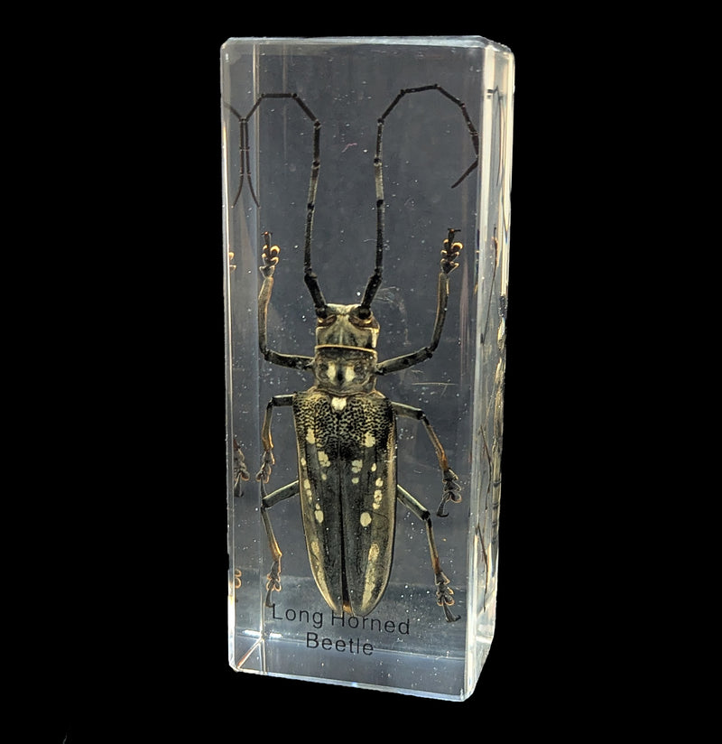 Long Horn Beetle in Acrylic-Insects-Real Insect Company-PaxtonGate