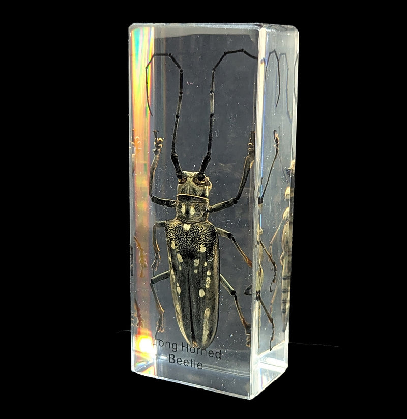 Long Horn Beetle in Acrylic-Insects-Real Insect Company-PaxtonGate