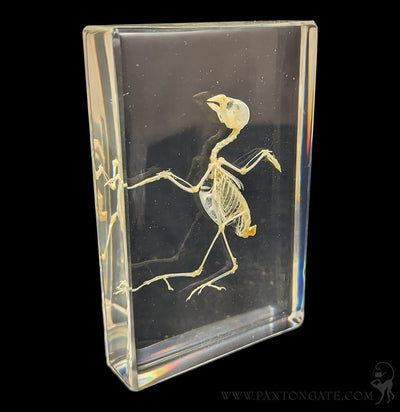 Bird Skeleton in Resin-Skulls & Bones-Insects in Resin-PaxtonGate