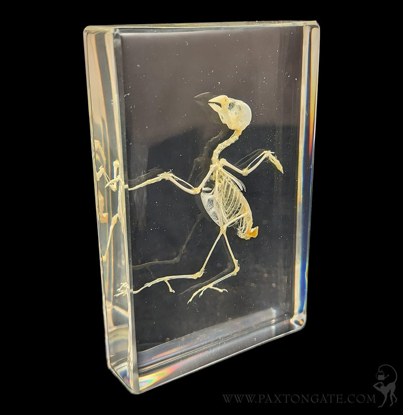 Bird Skeleton in Resin-Skulls & Bones-Insects in Resin-PaxtonGate