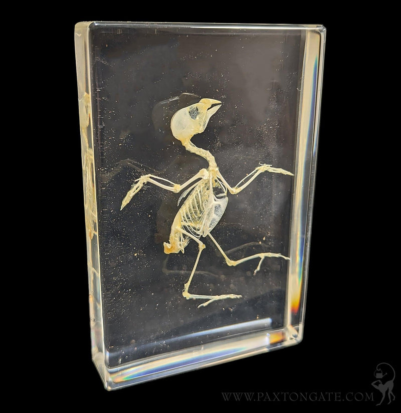 Bird Skeleton in Resin-Skulls & Bones-Insects in Resin-PaxtonGate
