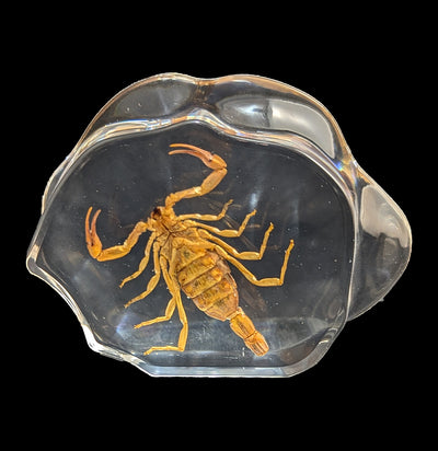 Brown Scorpion in Resin-Insects-Real Insect Company-PaxtonGate