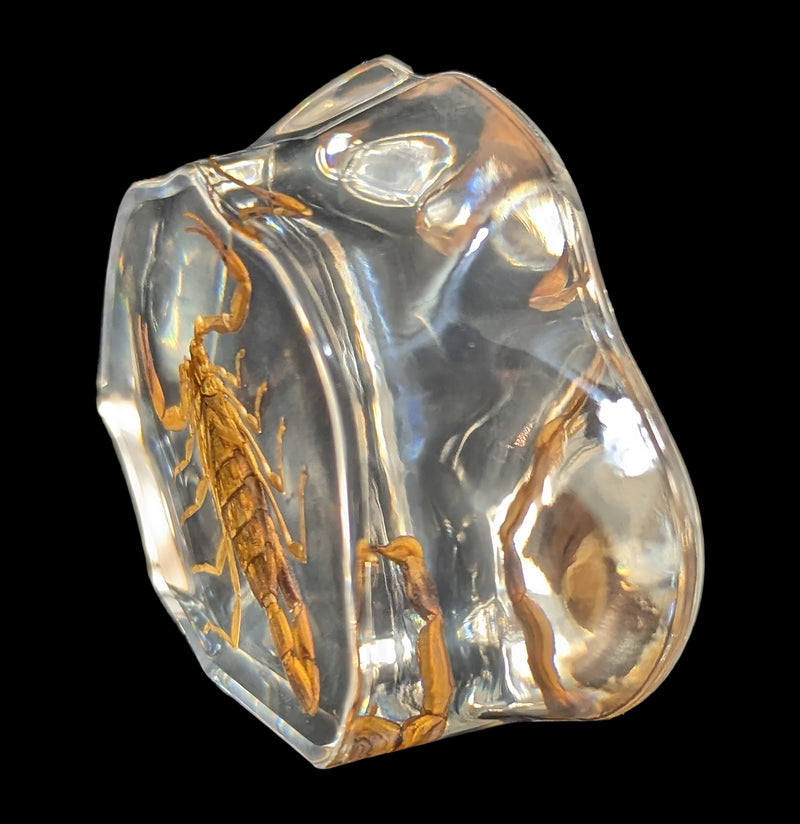 Brown Scorpion in Resin-Insects-Real Insect Company-PaxtonGate