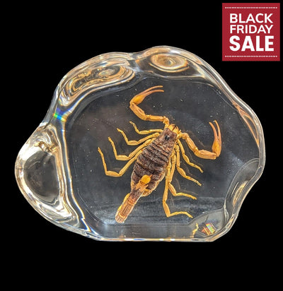 Brown Scorpion in Resin-Insects-Real Insect Company-PaxtonGate