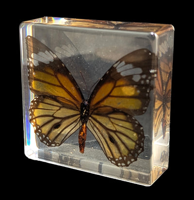Tiger Butterfly Acrylic Paperweight-Insects-Real Insect Company-PaxtonGate