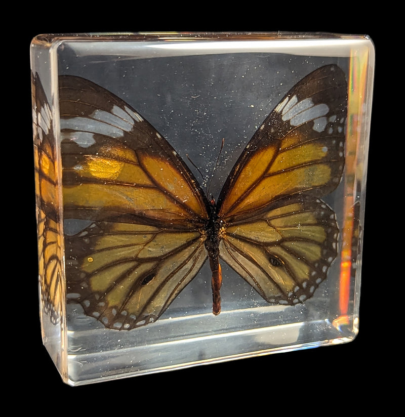 Tiger Butterfly Acrylic Paperweight-Insects-Real Insect Company-PaxtonGate