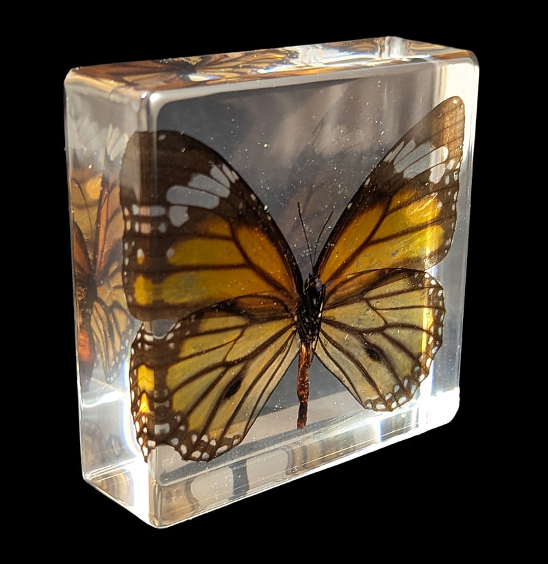 Tiger Butterfly Acrylic Paperweight-Insects-Real Insect Company-PaxtonGate