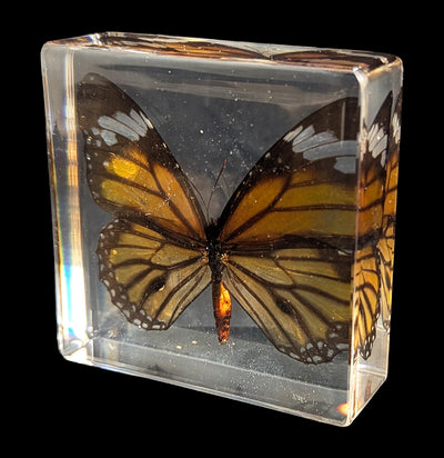 Tiger Butterfly Acrylic Paperweight-Insects-Real Insect Company-PaxtonGate