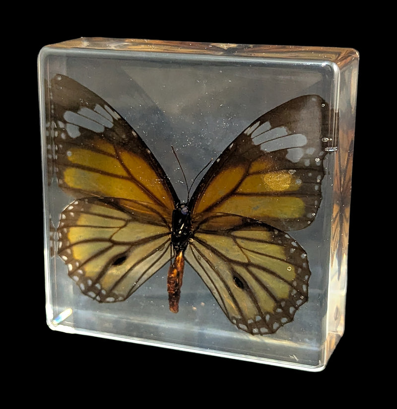 Tiger Butterfly Acrylic Paperweight-Insects-Real Insect Company-PaxtonGate