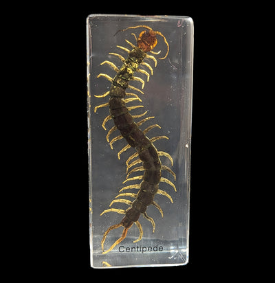 Centipede In Acrylic-Insects-Real Insect Company-PaxtonGate