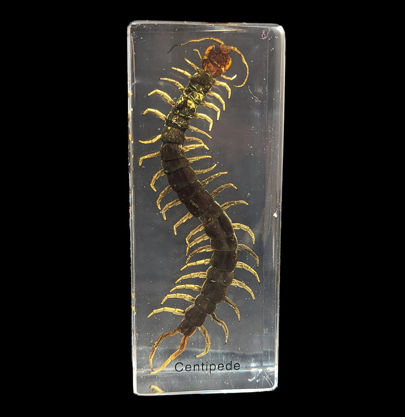 Centipede In Acrylic-Insects-Real Insect Company-PaxtonGate