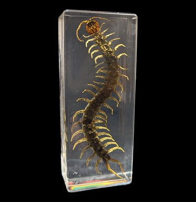 Centipede In Acrylic-Insects-Real Insect Company-PaxtonGate