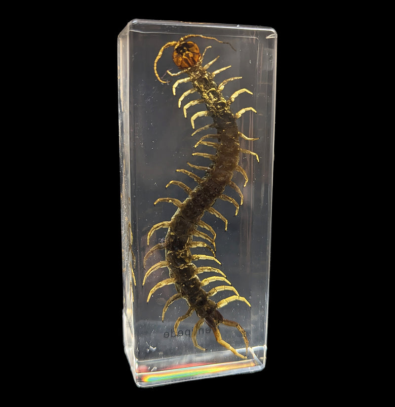 Centipede In Acrylic-Insects-Real Insect Company-PaxtonGate