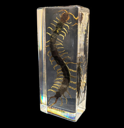 Centipede In Acrylic-Insects-Real Insect Company-PaxtonGate