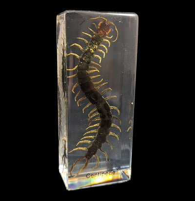 Centipede In Acrylic-Insects-Real Insect Company-PaxtonGate