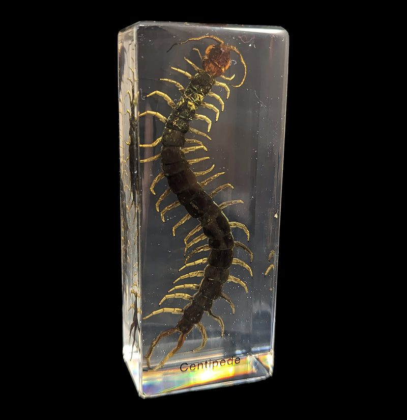 Centipede In Acrylic-Insects-Real Insect Company-PaxtonGate
