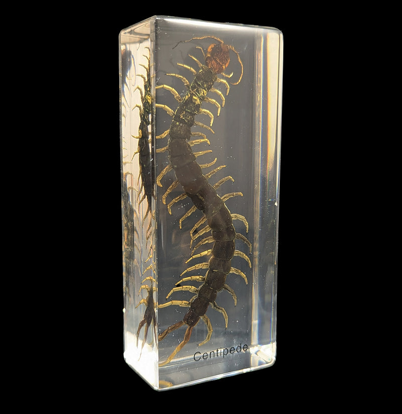 Centipede In Acrylic-Insects-Real Insect Company-PaxtonGate