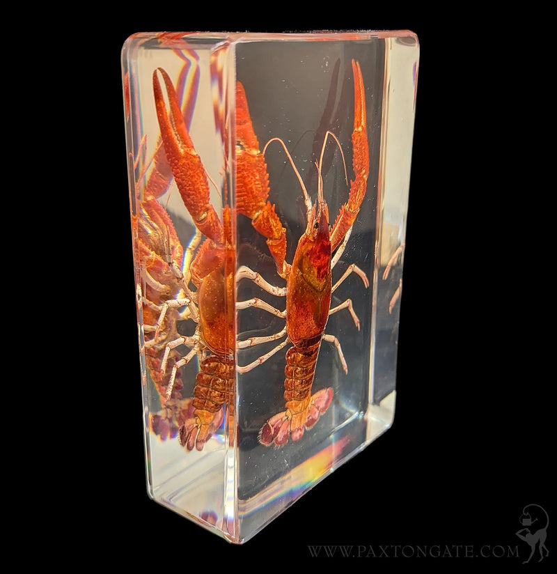 Crayfish in Resin-Sea Life-Insects in Resin-PaxtonGate