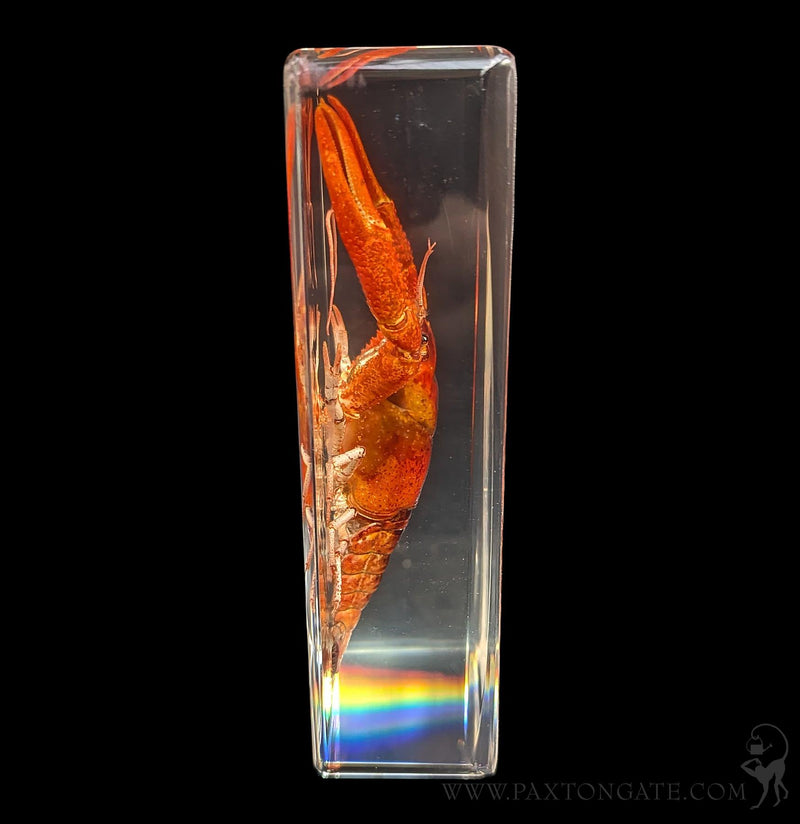 Crayfish in Resin-Sea Life-Insects in Resin-PaxtonGate