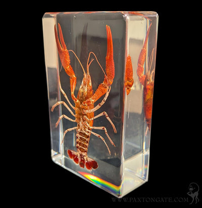 Crayfish in Resin-Sea Life-Insects in Resin-PaxtonGate