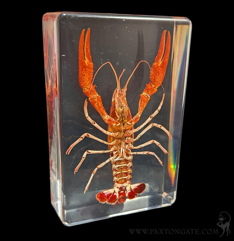 Crayfish in Resin-Sea Life-Insects in Resin-PaxtonGate