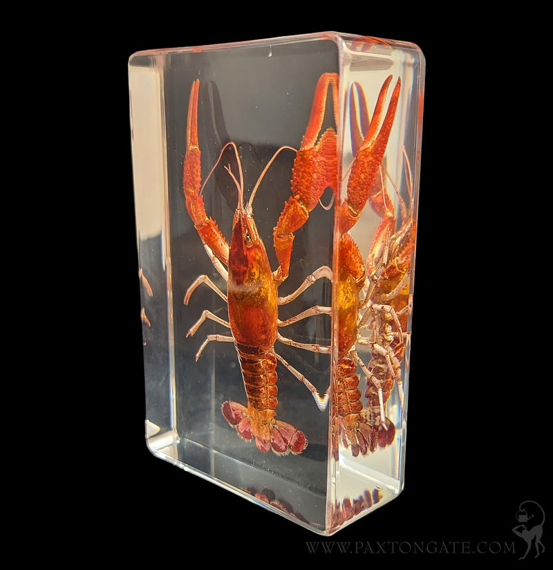 Crayfish in Resin-Sea Life-Insects in Resin-PaxtonGate