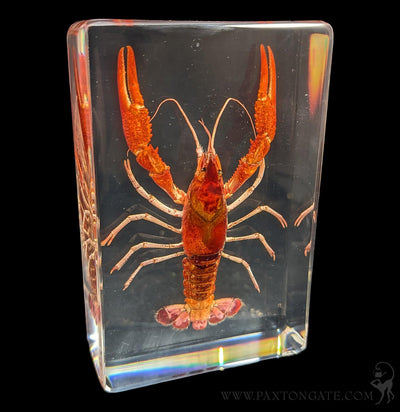 Crayfish in Resin-Sea Life-Insects in Resin-PaxtonGate