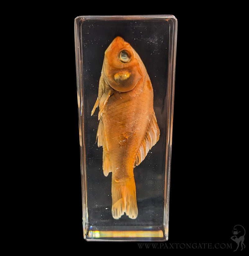 Goldfish in Resin-Sea Life-Insects in Resin-PaxtonGate