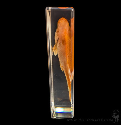Goldfish in Resin-Sea Life-Insects in Resin-PaxtonGate