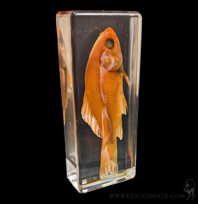 Goldfish in Resin-Sea Life-Insects in Resin-PaxtonGate
