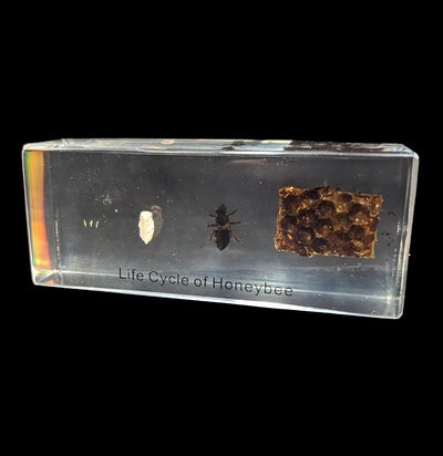 Life Cycle of Honeybee Acrylic-Insects-Real Insect Company-PaxtonGate