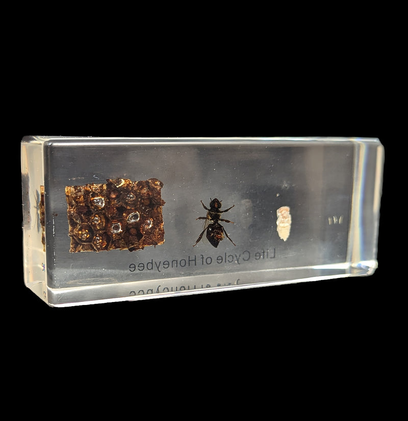 Life Cycle of Honeybee Acrylic-Insects-Real Insect Company-PaxtonGate