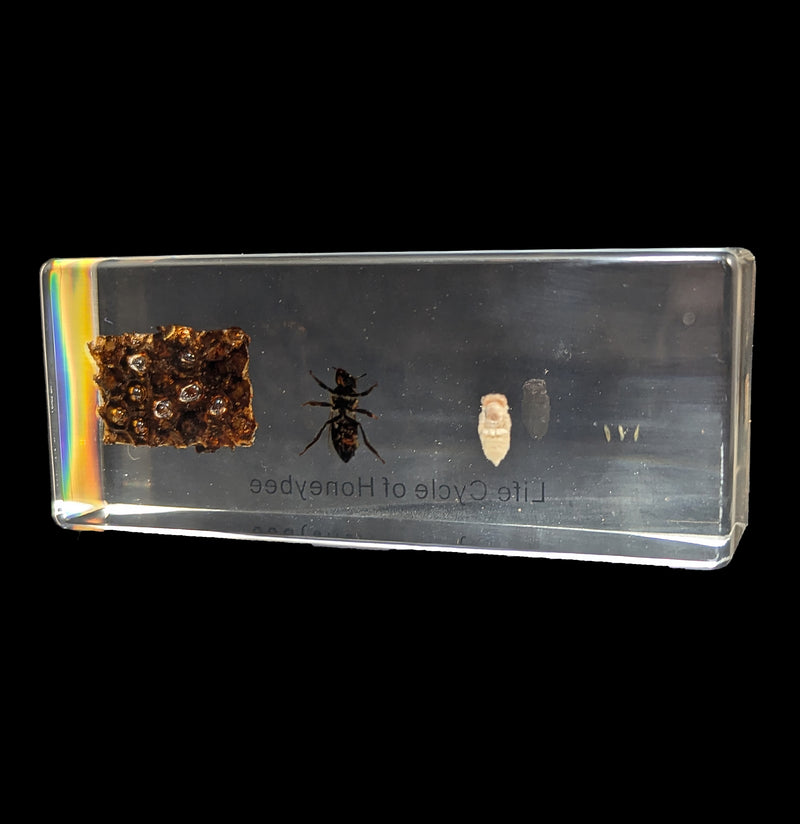 Life Cycle of Honeybee Acrylic-Insects-Real Insect Company-PaxtonGate