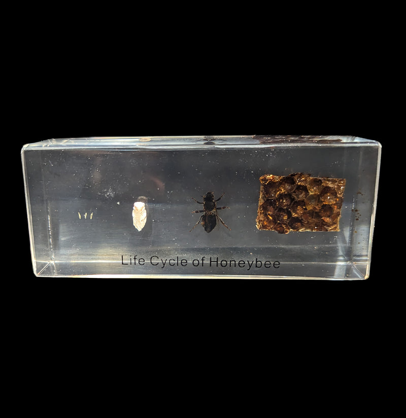 Life Cycle of Honeybee Acrylic-Insects-Real Insect Company-PaxtonGate