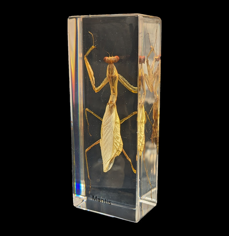 Praying Mantis in Acrylic-Insects-Real Insect Company-PaxtonGate