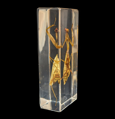Praying Mantis in Acrylic-Insects-Real Insect Company-PaxtonGate