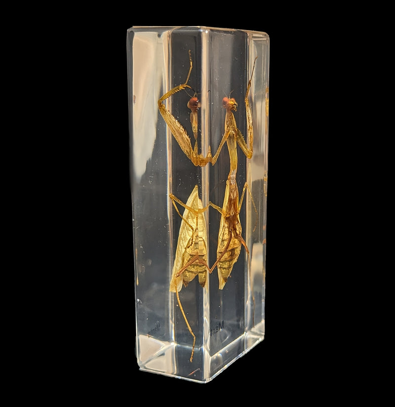 Praying Mantis in Acrylic-Insects-Real Insect Company-PaxtonGate