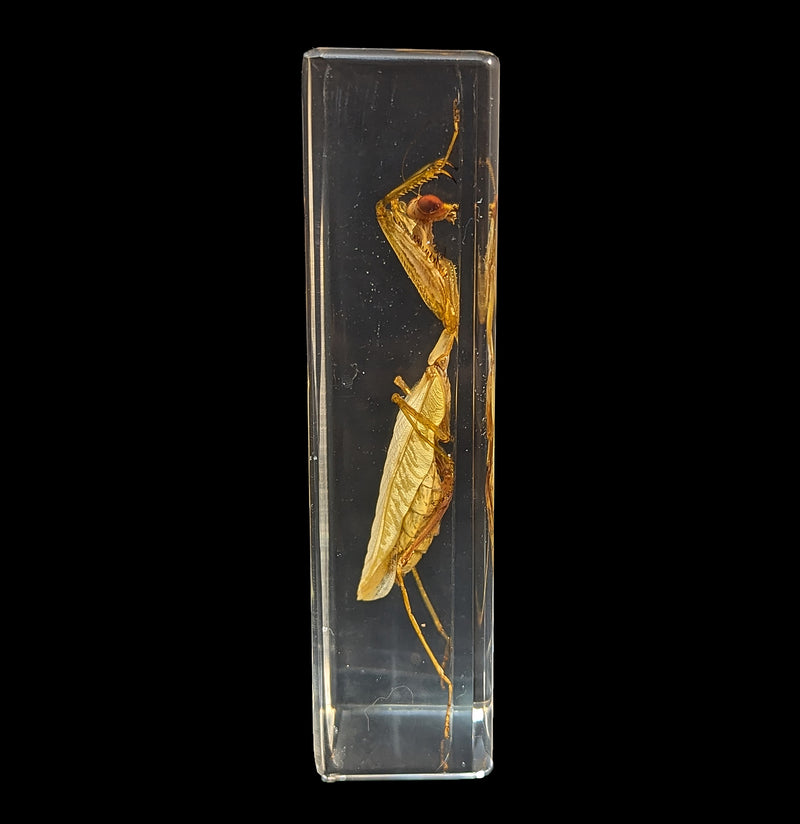 Praying Mantis in Acrylic-Insects-Real Insect Company-PaxtonGate